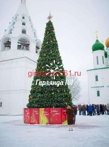 Сосна каркасная «Уральская»