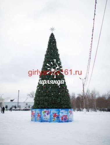 Сосна каркасная «Уральская»