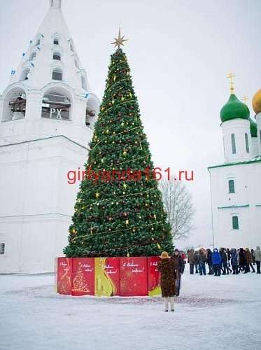 Сосна каркасная «Уральская»