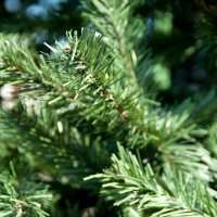 Ель искусственная ствольная  «Альпийская»