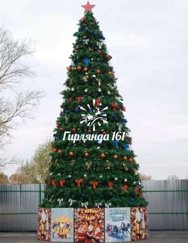 Сосна каркасная «Уральская»