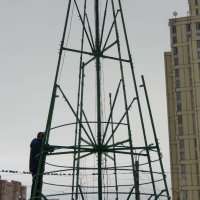 Ель каркасная «Уральская»
