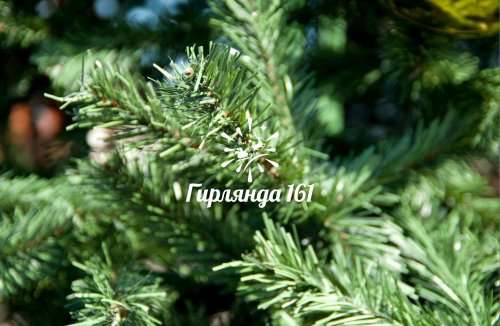 Ель каркасная «Уральская»