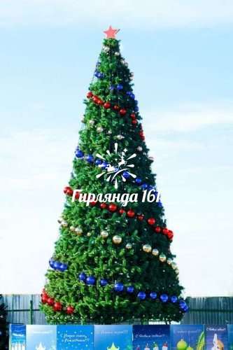 Сосна каркасная «Уральская»