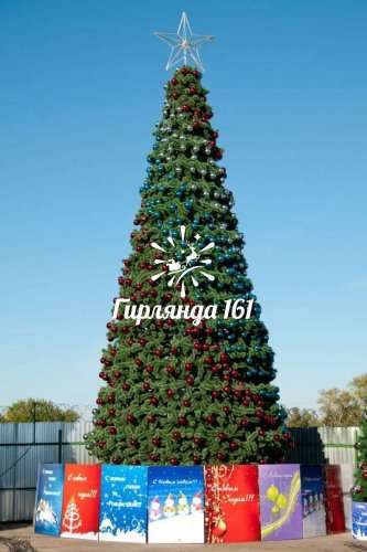 Сосна каркасная «Уральская»